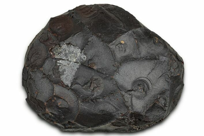 Dragon Scale Stone (Iron, Manganese, Siderite Nodule) #330290